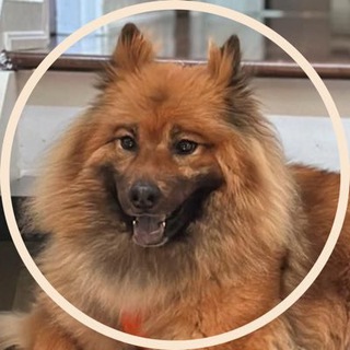 Telegram profile photo for $MISHA on TRON