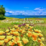 Telegram profile photo for NatureWayBlog.com