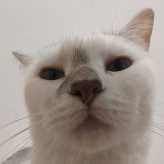 Telegram profile photo for 沐沐的老鼠窝
