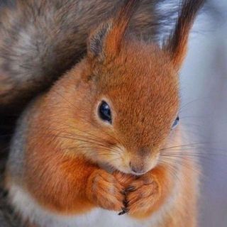 Telegram profile photo for Вдохновение🍁