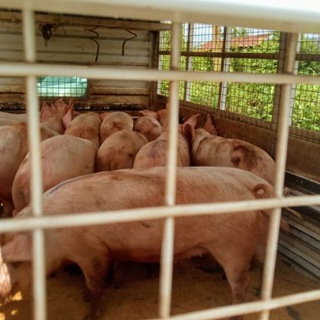 Telegram profile photo for 🐷 Mukurweini Pig Farm 🐖