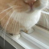 Telegram profile photo for Hazelnut