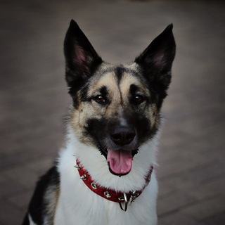 Telegram profile photo for Малыш среди миллионов
