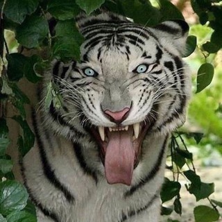 Telegram profile photo for Жизнь на Земле 🌎