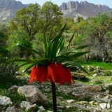 Telegram profile photo for لاله های واژگون