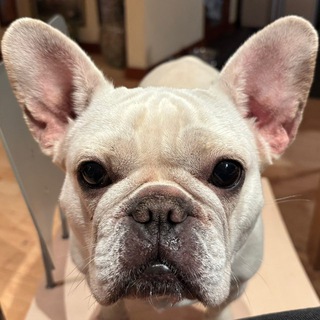 Telegram profile photo for аниме псих
