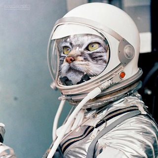 Telegram profile photo for Inside cat