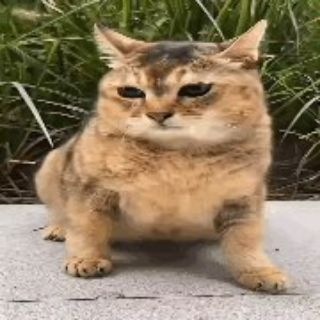 Telegram profile photo for nicetyovo