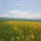 Telegram profile photo for کانال رسمی آلادیزگه