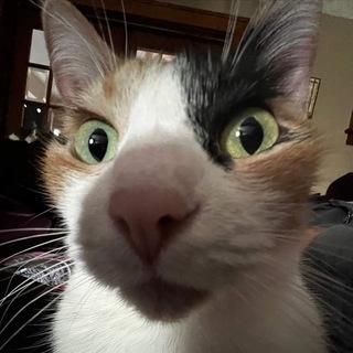 Telegram profile photo for $ELLIE $POPCAT'S SISTER