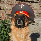 Telegram profile photo for Возвращение Мухтара