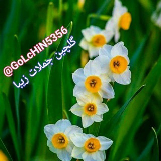 Telegram profile photo for ⚜️💝 گلچین جملات زیبا 💝⚜️