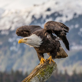 Telegram profile photo for وسیله دفاعی