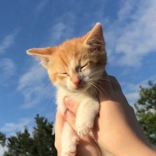 Telegram group profile photo for Взаимные подписки💥