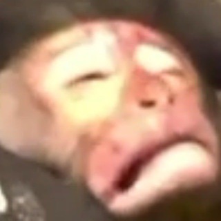 Telegram profile photo for Macaque Calls
