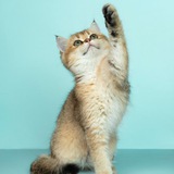 Telegram profile photo for Приколы с животными