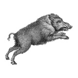 Telegram profile photo for Канал с кабанчиком