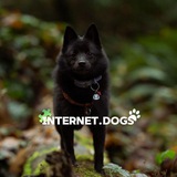 Telegram profile photo for 🧩Internet dogs🐾