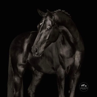 Telegram profile photo for Конезавод LFOD