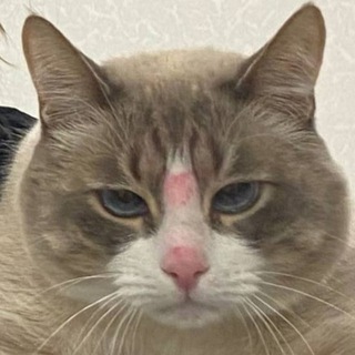 Telegram profile photo for Лудотряска