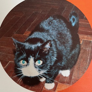 Telegram profile photo for мемный канал 😼