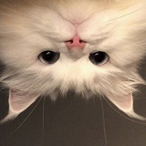 Telegram profile photo for (๑˃̵ ᴗ ˂̵)و