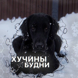 Telegram profile photo for хучины будни
