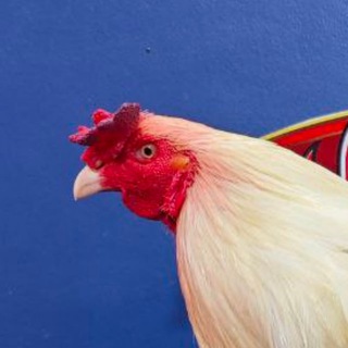 Telegram profile photo for កំហឹងសត្វមាន់🦅🐔