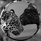 Telegram profile photo for أرَام | Aram