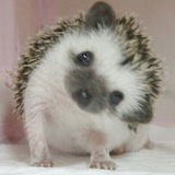Telegram profile photo for эщкере лайф