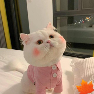 Telegram profile photo for Rcs IM全球代发全球/台子出租