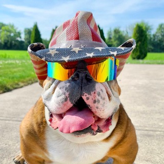 Telegram profile photo for Mog Dog Portal
