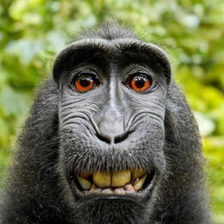 Telegram profile photo for AntSteam