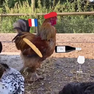 Telegram profile photo for Французские булки