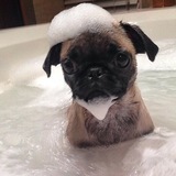 Telegram profile photo for дом детей пингвинчиков