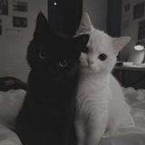 Telegram profile photo for канал братков