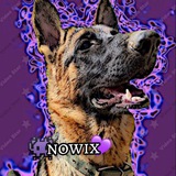 Telegram profile photo for 👾ɴᴏᴠɪx🐶