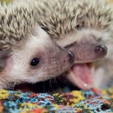 Telegram profile photo for (АРХИВ) //Домик на дереве// (゚o゚;;🦔🦔🦔