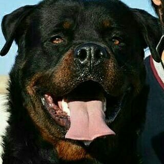 Telegram profile photo for Iran Rottweiler