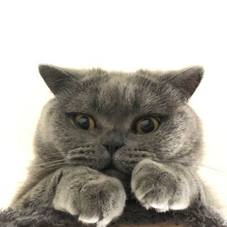 Telegram profile photo for -КотаЖизнь