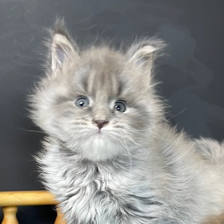 Telegram profile photo for Мейн кун - это любовь! Купить котенка в питомнике.