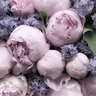 Telegram profile photo for lilac
