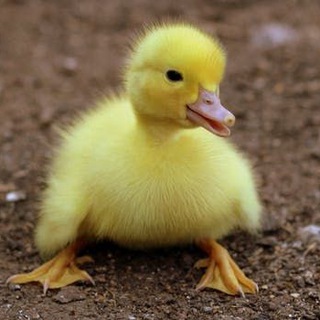 Telegram profile photo for Cute Chicks and more