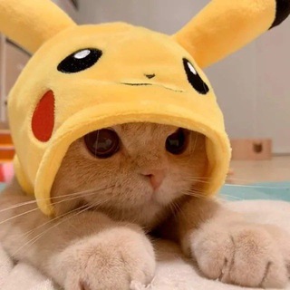 Telegram group profile photo for PikaCat Community