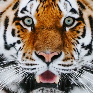 Telegram profile photo for Тигрята — вакансии про контент