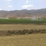 Telegram profile photo for 🌱🌾شرکت تعاونی تولید کشاورزی سودجان🌲🌱