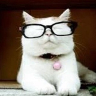 Telegram profile photo for Catturd ™