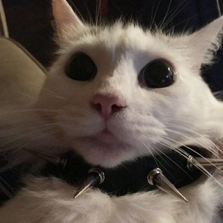Telegram profile photo for Міністерство котів ฅ^•ﻌ•^ฅ