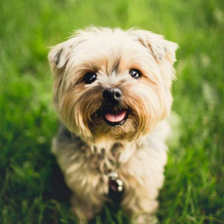 Telegram profile photo for Mascotas & Animales