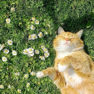 Telegram profile photo for تغذية بصرية 🍃